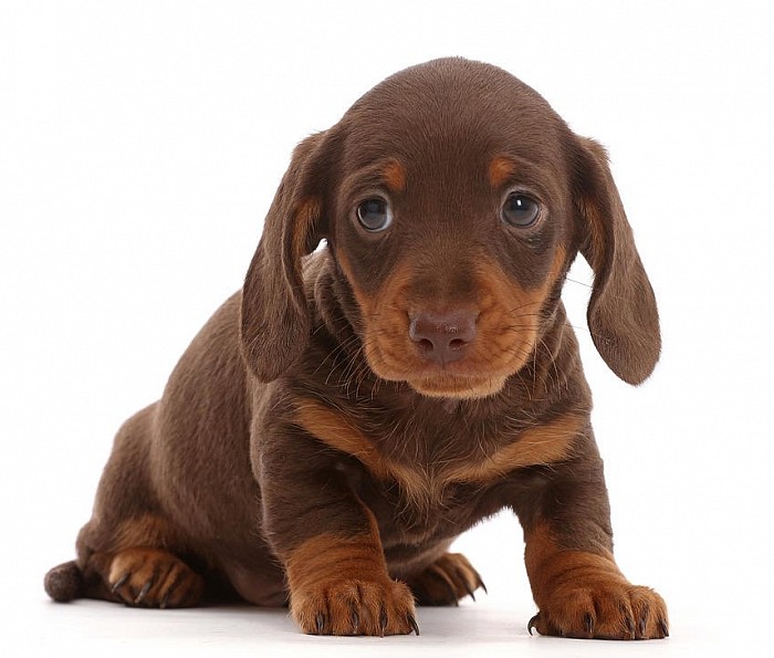 Dachshund store breeders dfw