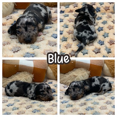 Dapple dachshund puppies puppy for sale Texas