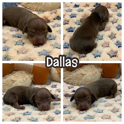 Mini miniature dachshund dachshunds puppies Texas