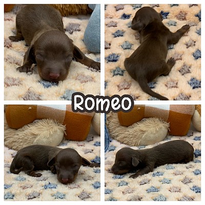 Doxie wiener dog puppies for sale