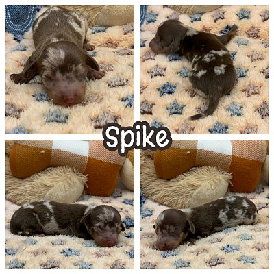 Dachshund dog puppy puppies miniature