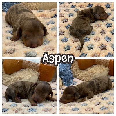 Dapple dachshunds for sale near me Texas