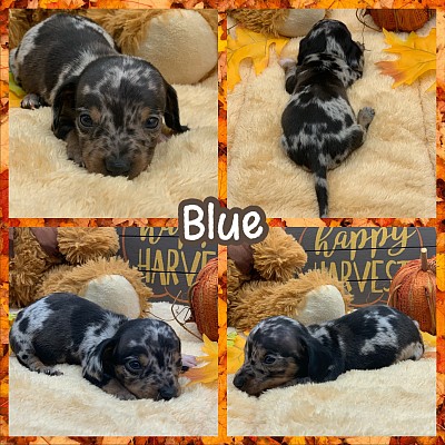 Dapple dachshund puppies puppy for sale Texas