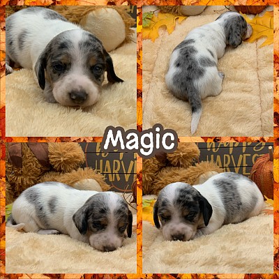 Dachshund puppies Fort Worth Dallas Houston Austin San Antonio Texas