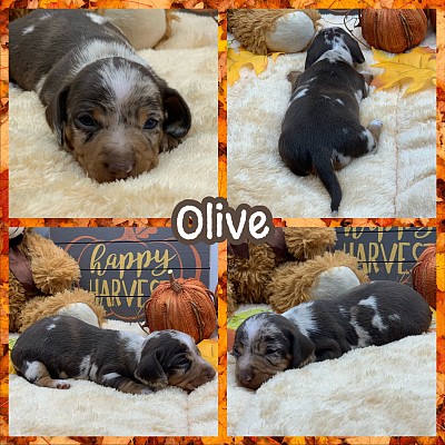 Miniature dachshunds puppy puppies for sale