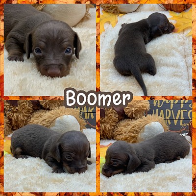 Dachshund puppies near me Texas