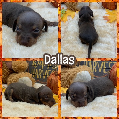 Mini miniature dachshund dachshunds puppies Texas