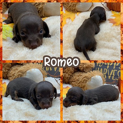 Doxie wiener dog puppies for sale