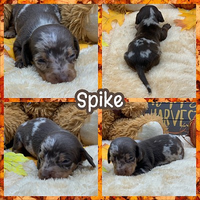 Dachshund dog puppy puppies miniature