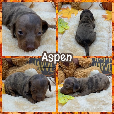 Dapple dachshunds for sale near me Texas