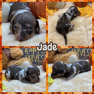 Dachshund puppy puppies for sale Dallas Fort Worth Texas