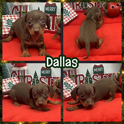 Mini miniature dachshund dachshunds puppies Texas