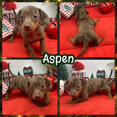 Dapple dachshunds for sale near me Texas