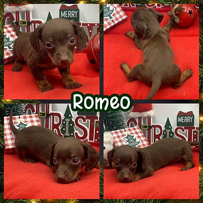 Doxie wiener dog puppies for sale