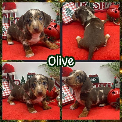 Miniature dachshunds puppy puppies for sale