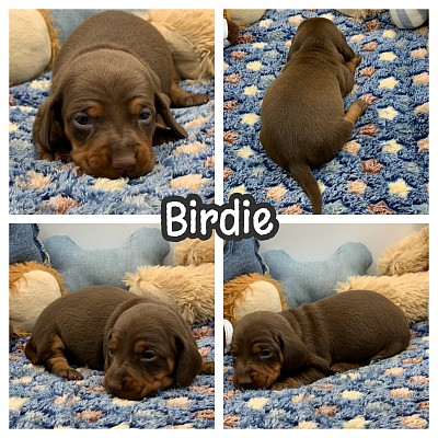 Dapple dachshund puppies puppy for sale Texas