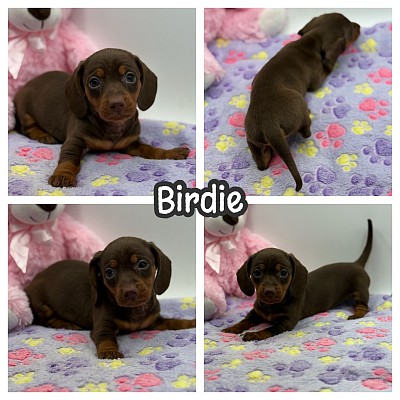 Dapple dachshund puppies puppy for sale Texas