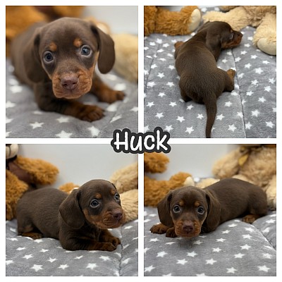 Miniature dachshunds puppy puppies for sale